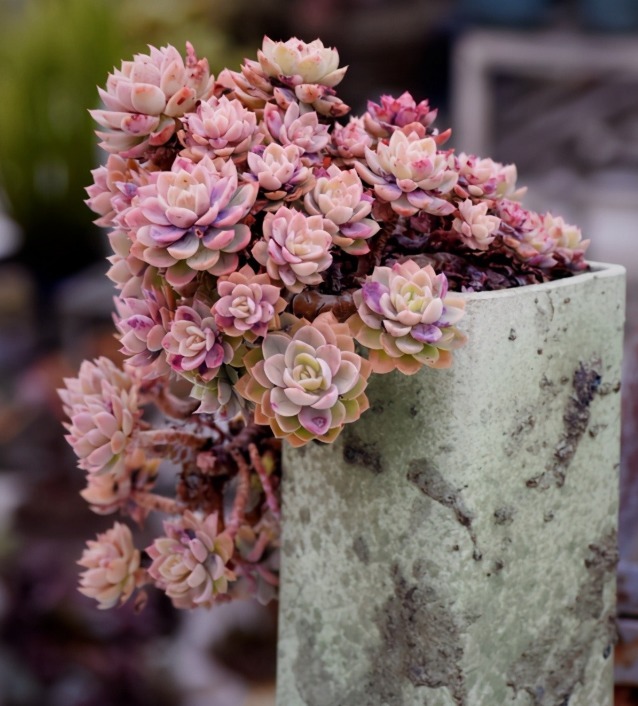 丝绸面纱可以这么美，颜色既鲜艳，又是悬挂老桩，能不羡慕吗？