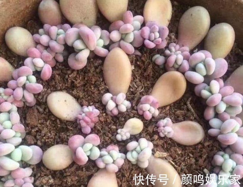 5种“生根水”，家家都有，不花1分钱，扦插花卉“7天”生白根