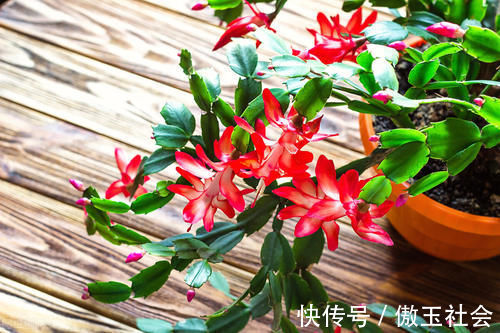 嫁接蟹爪兰,选对砧木,10天愈合,15天成活,翌年开花爆盆