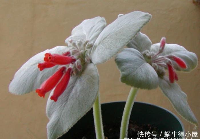 块茎|多肉贵货大岩桐属，冷门颜值高的家庭盆栽新选择