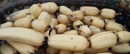 好吃又养生的食物，推荐大家吃，补益气血，增强免疫力，吃了都好