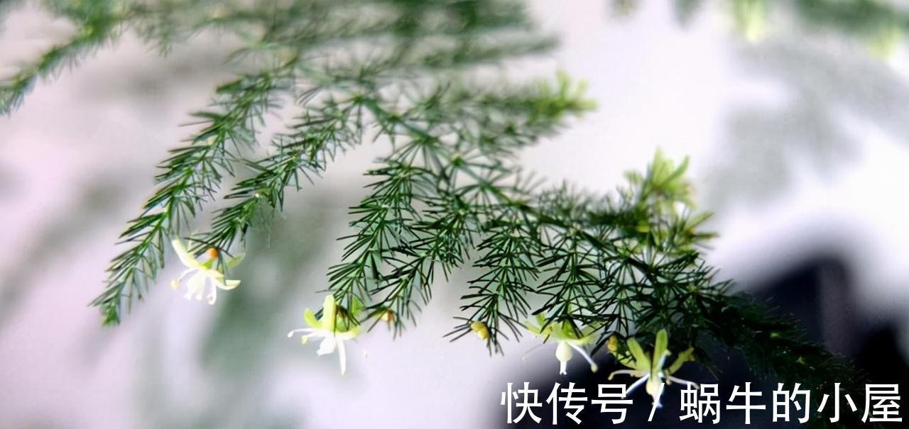 九月养文竹，给它做“三减法”，新枝新笋一起长，养成繁花小盆景