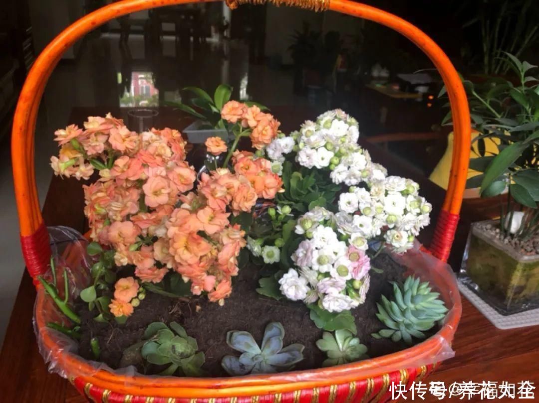 过完年，垃圾桶周围多了不少花，又要开始捡破烂儿了