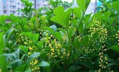 家养米兰花总是长不好，教你4招，开成“爆米花”，比香水味还浓