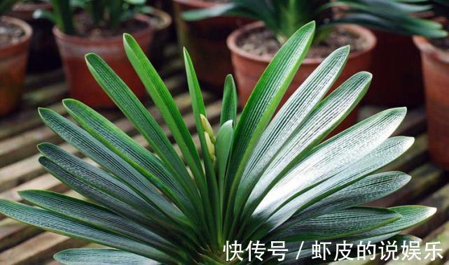 此5种花,整个冬天不浇水都旱不死,一浇就全完