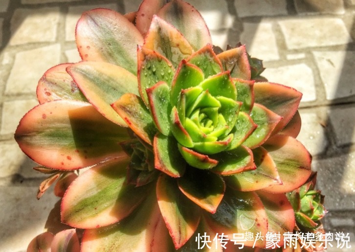 度夏|多肉星爆法师一年四季颜值在线,夏天不用操心也能轻松度夏