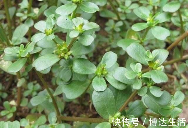 野菜|它被称为“药王”，好看又好吃，营养价值高，现在知道还不晚
