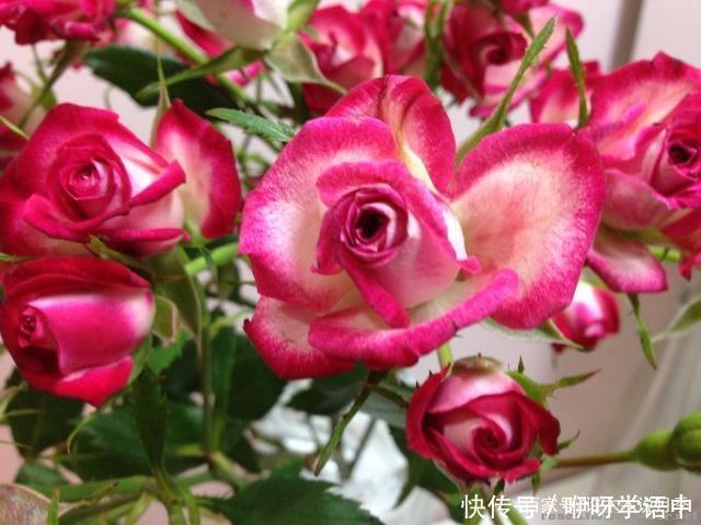 粉色|5款唯美粉色月季。美人如玉粉妆琢,粉色娇羞白如雪。抗病好养