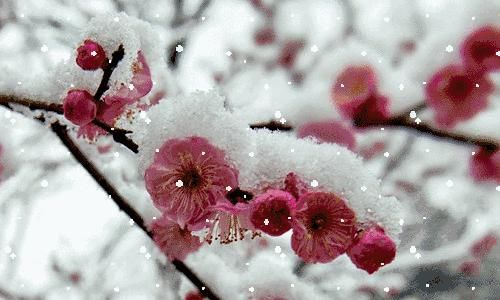  踏雪寻梅|大雪赏梅：暗香疏影 踏雪寻梅