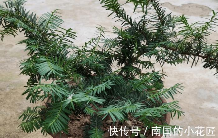 观赏价值|养殖红豆杉,作为园丁,该怎么让盆栽长得好看?