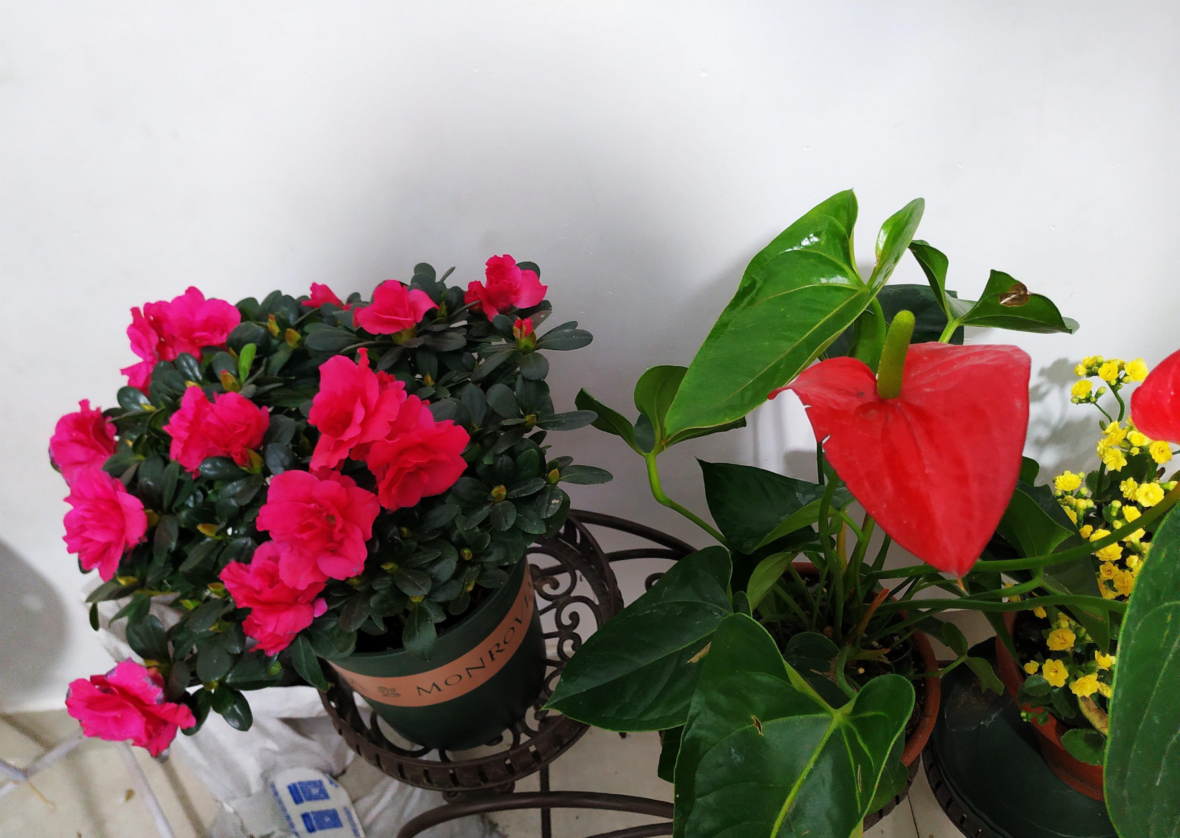 怪不得养花老是死,这些花都喜“酸水”,吃了酸不黄叶