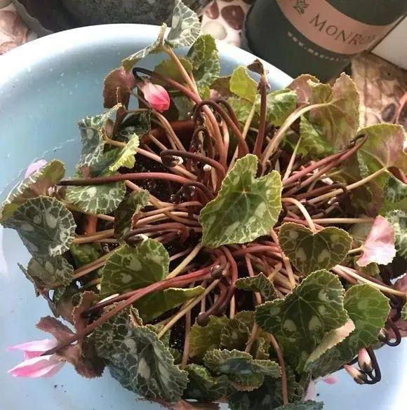 入冬后,这些花别折腾,越折腾越死