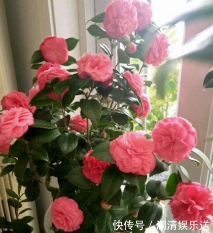 竹芋竹芋|养花人要牢记,5种花“喜阴、不喜阳”,摆在窗台,半天就晒黄叶