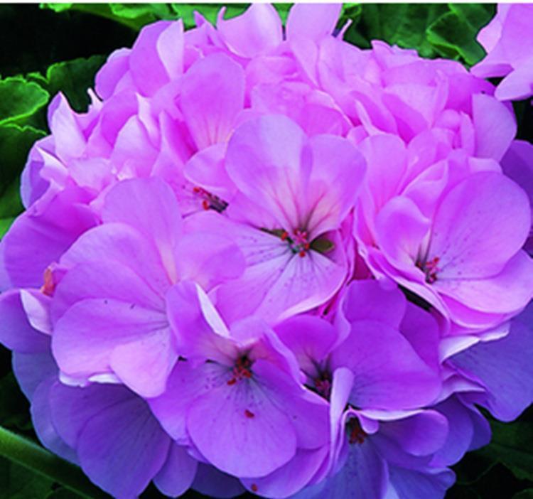 不像话|养花试试这几款,花苞也好,盛开也好,都美的不像话