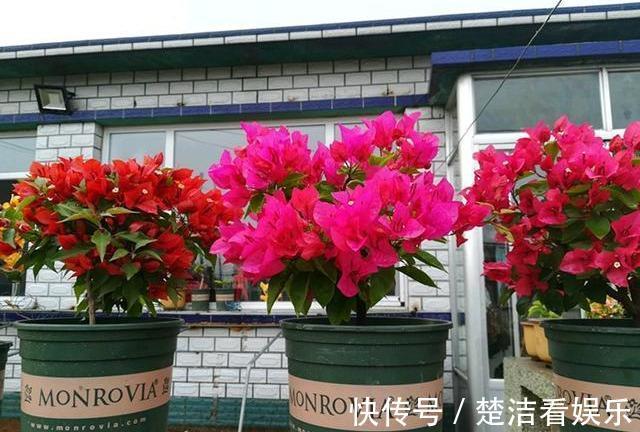 光照|秋季三角梅不开花太不正常!3个“逆袭”技巧,30天开花一大片