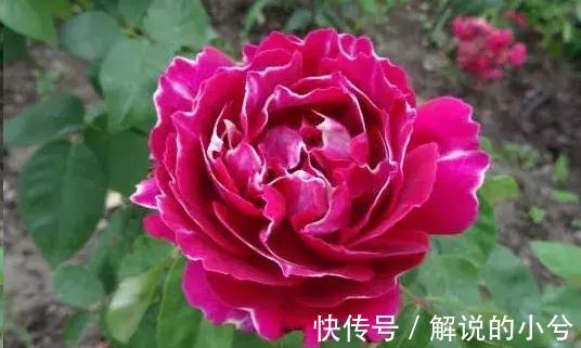 误区,这8种花冬季千万不要保暖,否则春天反而不开花