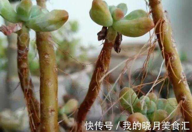 多肉长出气根怎么办,不妨将计就计,为根系打造备胎