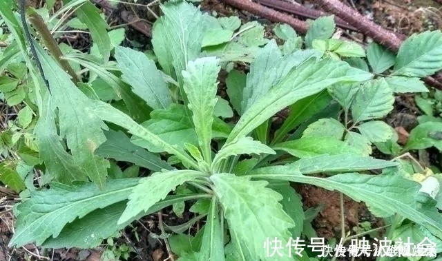 中草药|农村一种野草，农民很讨厌，却是极品中草药，止血效果非常好