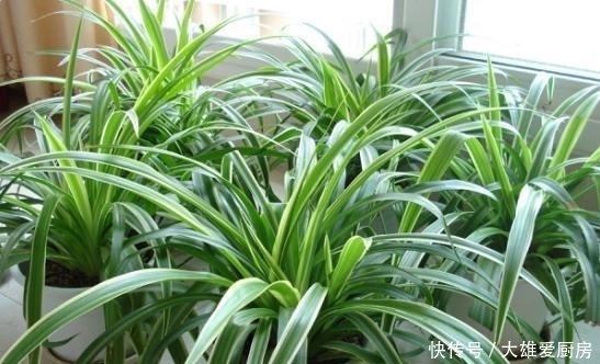 吊兰长|吊兰叶片越长越宽,秘密全是这几招,赶紧学习一下!