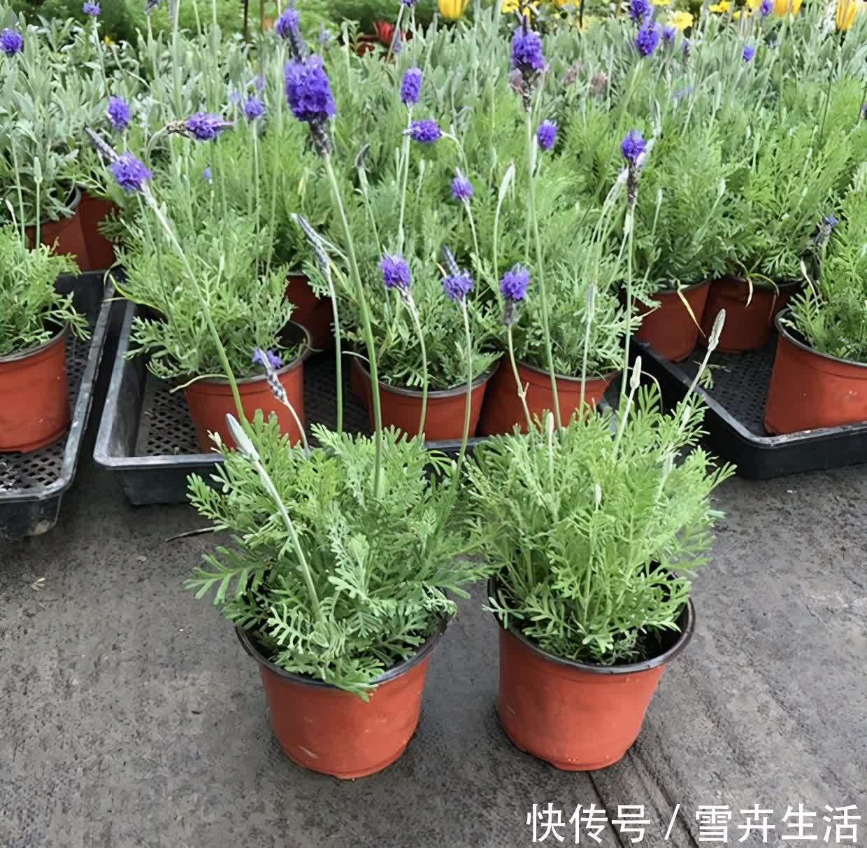 自带“体香”的盆栽,家里养一盆,四处清香,好吃又好养