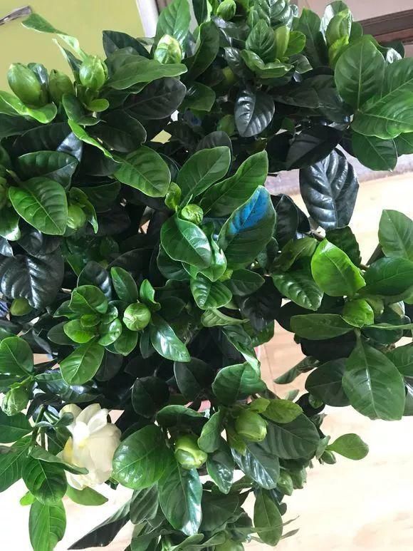 栀子月季，花还没开就发黑掉落，这些原因一看就懂！