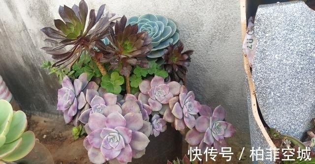 多肉有三怕,教你几个小技巧,重新缀化,憋成群生肉墩子