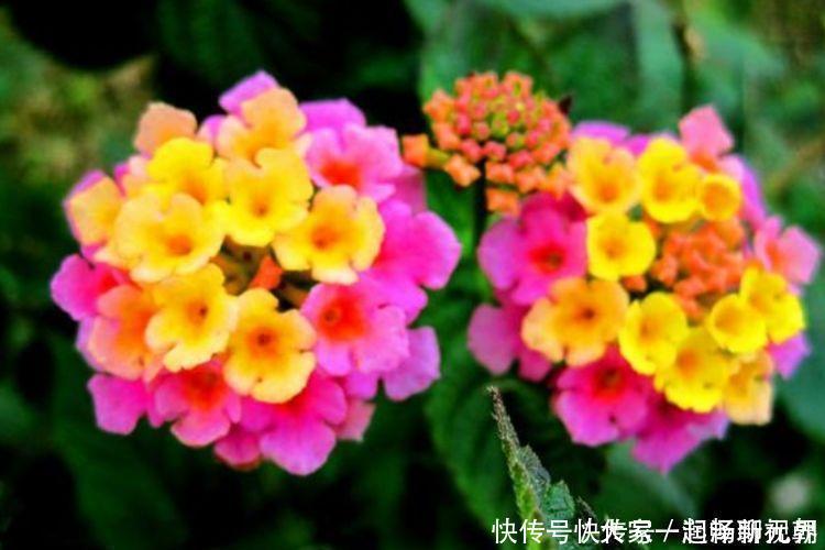 风铃草风铃草|4种花特适合养阳台,美的出奇,花量大花期长,给点水就疯长!