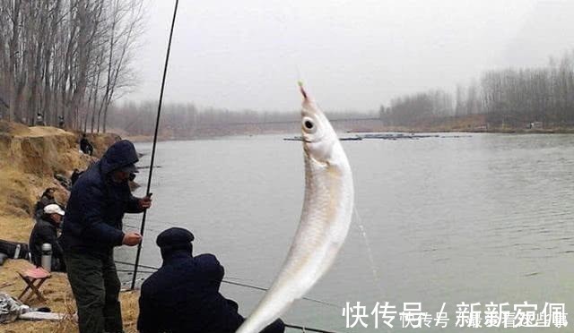 蛆虫|钓白条鱼真是累人，用我分享的方法，只要你下钩，它就在那等你