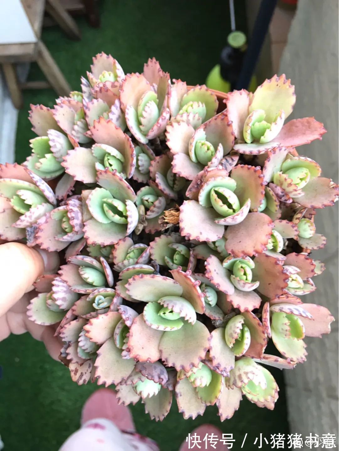 超好养的18种植物,第一名竟然是它!绿萝只能排倒数