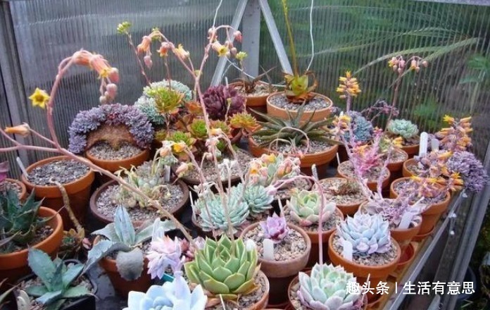 植株|它们,形相似,名有别,肉一样,色不同,几款多肉“莲花”好爆盆