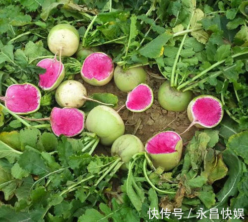 孩子|补钙是西红柿的8倍，价钱却便宜很多，多给孩子吃，个子往上窜