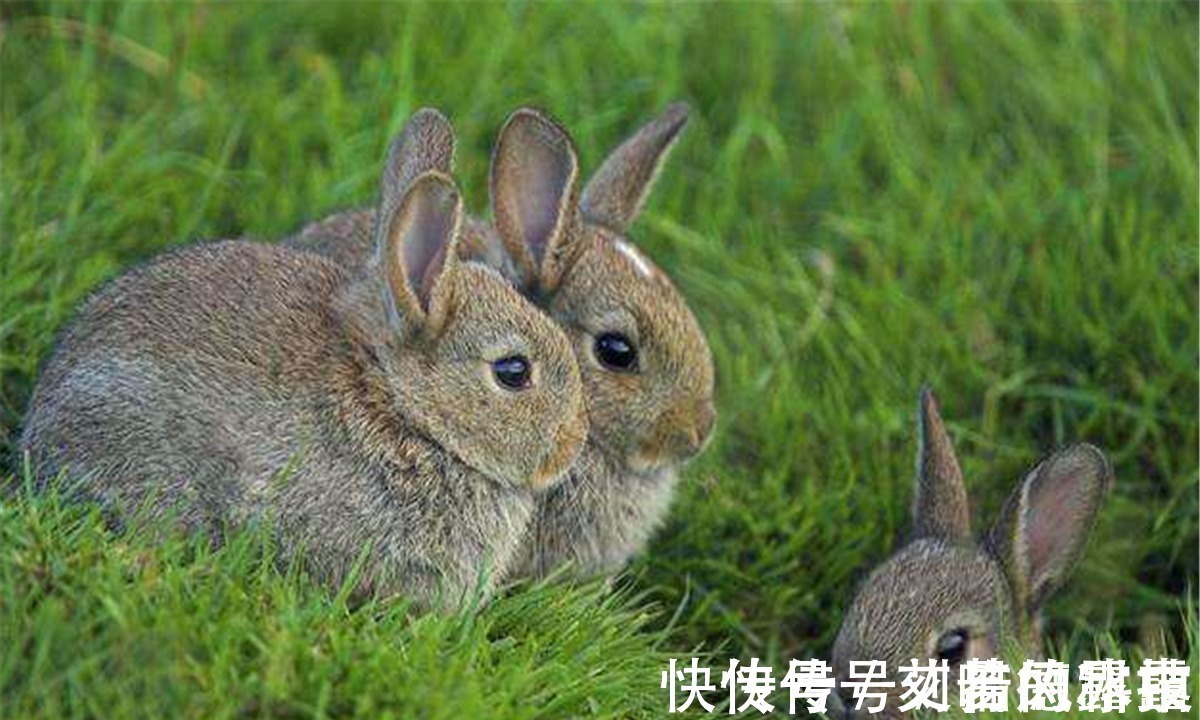 古人@古人讲:“兔子不吃窝边草”,下一句同样经典,但惜十人九不知