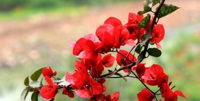 学会给三角梅“打顶”，小苗变盆景，一年四季花开满枝头