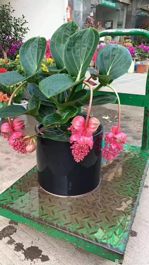 10种“稀罕花”，连名字都认不全，竟然拼命掏钱买