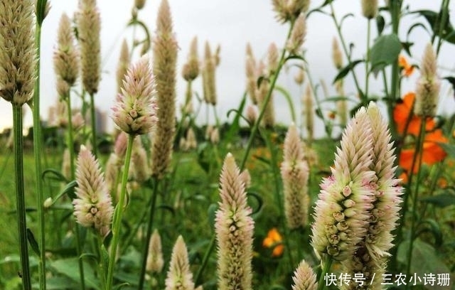 些野草|农村的“田间恶霸”, 不过它用途强大, 种子一斤能卖40多元