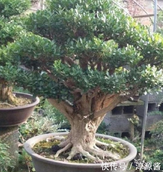 鉴赏|盆景鉴赏：一棵黄杨提根15年，这么粗的根头一次见！