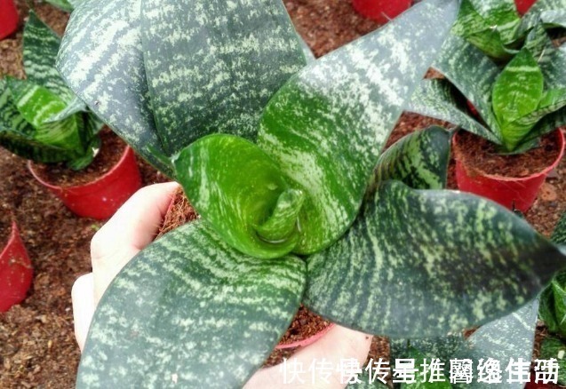 脾气|虎皮兰闹脾气不出新芽怎么办?学会这两招,不出也得出