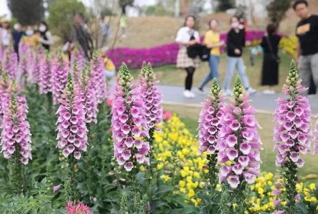 低薪|东莞“小蛮腰”刷屏朋友圈！牛年这些景点很“红”