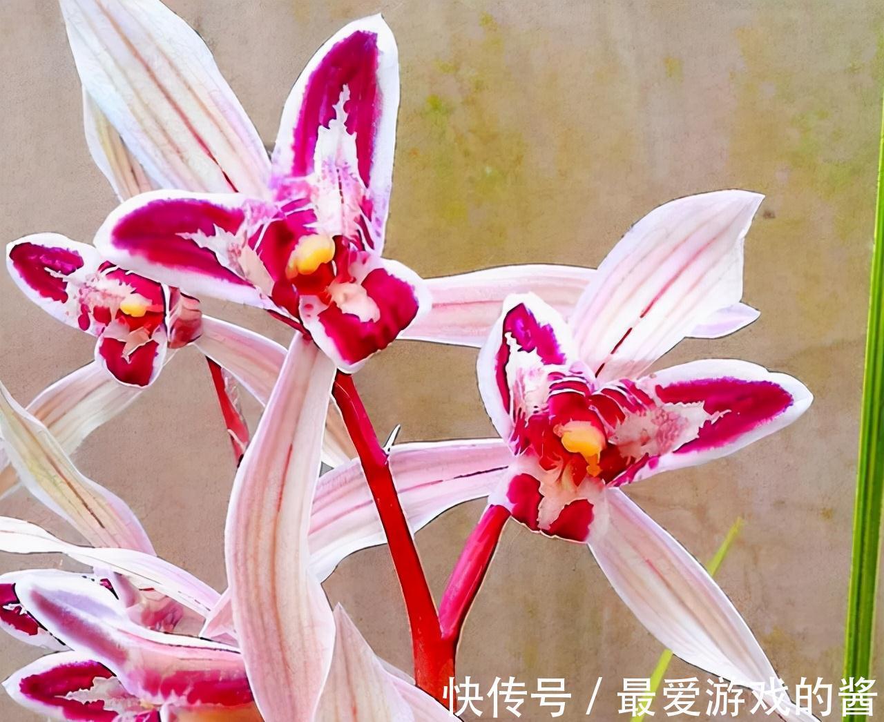 杂交兰花|开花酷似兔子耳朵,曾价值30万1苗,带你认识兰花玉兔彩蝶