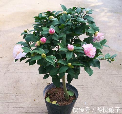 养护管理|茶花养护管理,这三点要做好,才能花大色艳