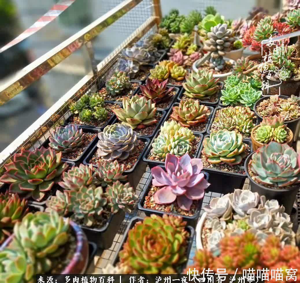 今日阳光正好怎能浪费?多肉美照拍拍拍!