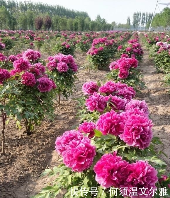 这2种花很漂亮,但是不能盆栽,千万别种错了,种到盆里不开花