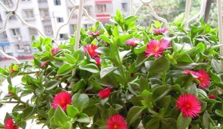 种花|4种花漂亮又好养,比牡丹好看,养在哪里都爆盆,好运到来