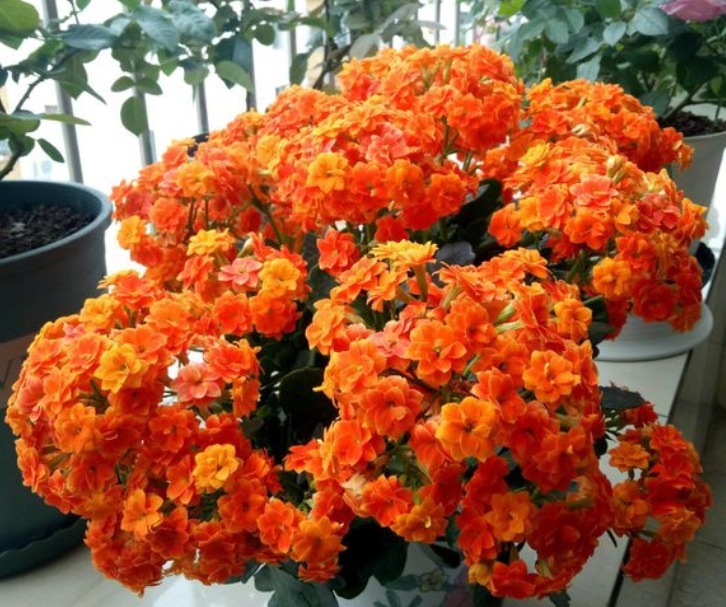侧芽|长寿花有“三怕”,新手一定要避免,合理养护才能爆盆开花