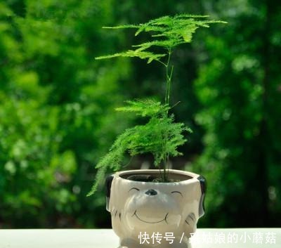 云竹盆景的正确栽培方法有哪些,这里知道来看看吧!