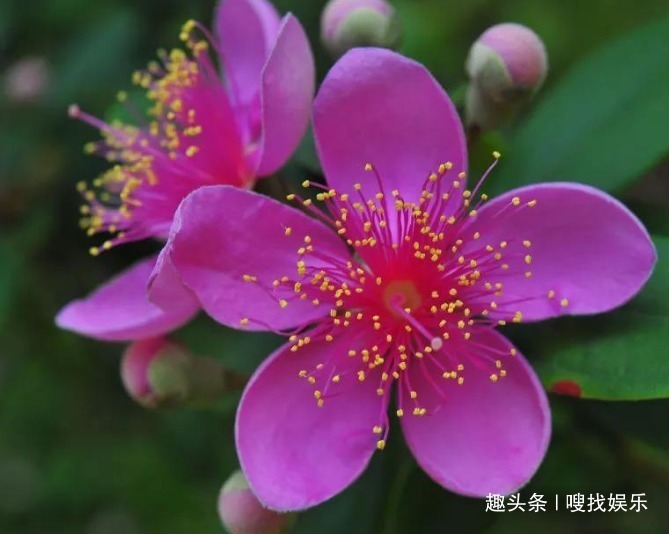 稔子树|此花花姿优美,娇艳的花朵远望宛如天边灿烂的晚霞,格外绚丽夺目