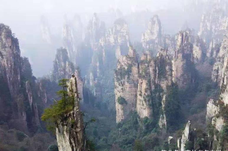 还记得你养的第一盆多肉吗?是不是第一次看到多肉就爱上了它们?