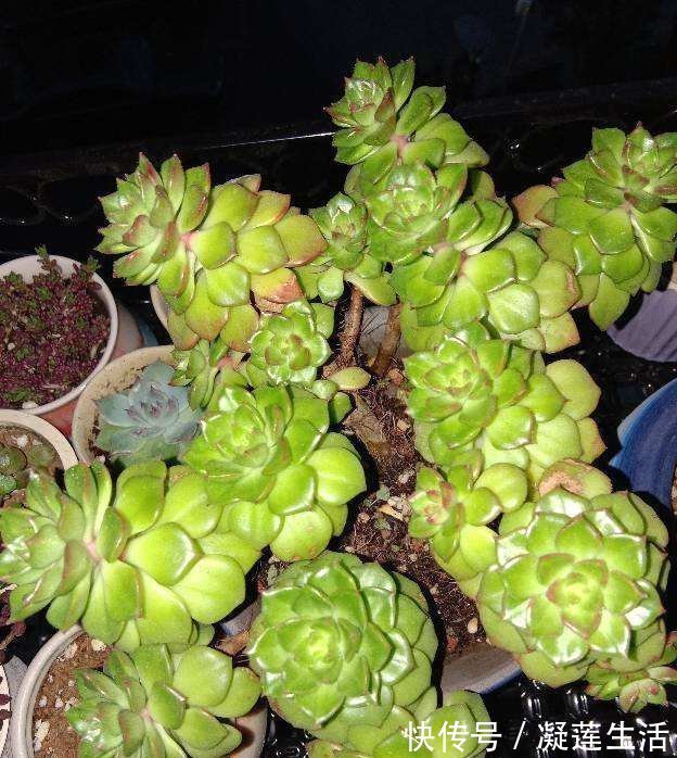 养花浇水,这4个错别犯,否则养啥花都黄叶、烂根,学会一生受用