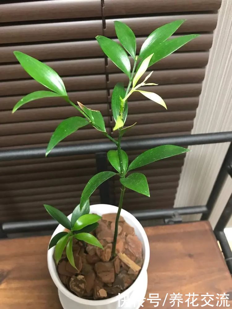 土壤|用播种的方法培育盆栽竹柏,幼苗极其耐阴,很适合养在室内