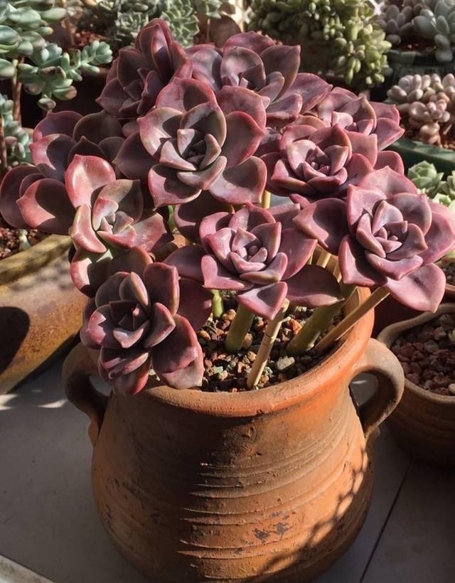 一种紫色“多肉”，5个养护小技巧，叶片肥，长成群生的漂亮老桩